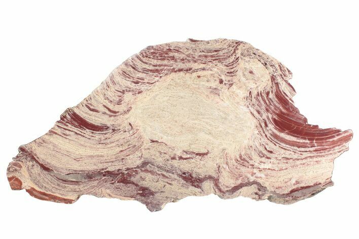 Polished Domal Stromatolite Slab - Billion Years Old #239890